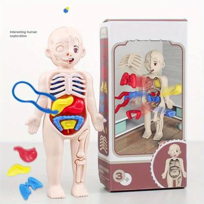 Children'S Science Teaching Cognitive Toys Human Organ Structure Model
